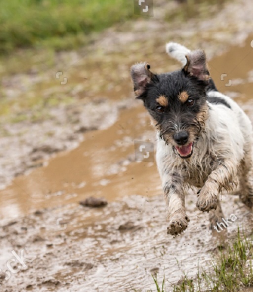 Stock Photo Dirty Jack Russell Terrier Dog Is Running Fast Over A Wet Dirty Path 1341462335 1